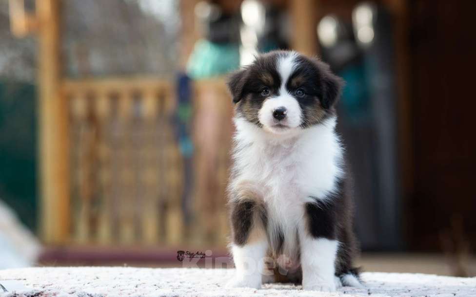 Собаки в Москве: Австралийская овчарка, щенок аусси Мальчик, 50 000 руб. - фото 5