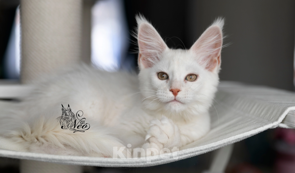 Кошки в Москве: Котята мейнкун на высоком серебре Мальчик, 25 000 руб. - фото 3