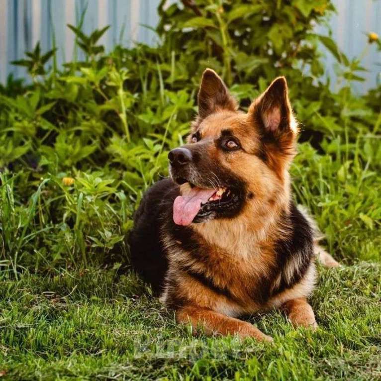 Собаки в Наро-Фоминске: Его хотели убить,выбросив в лесу на верную погибель Мальчик, Бесплатно - фото 3