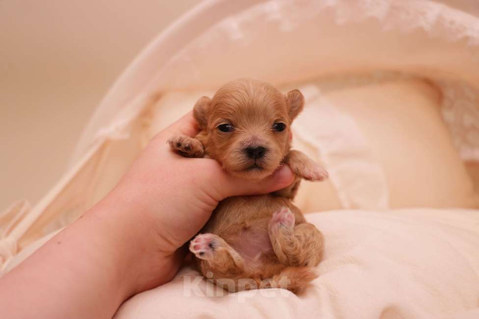 Собаки в Москве: Мальтипу микро девочка Корея Девочка, 180 000 руб. - фото 4