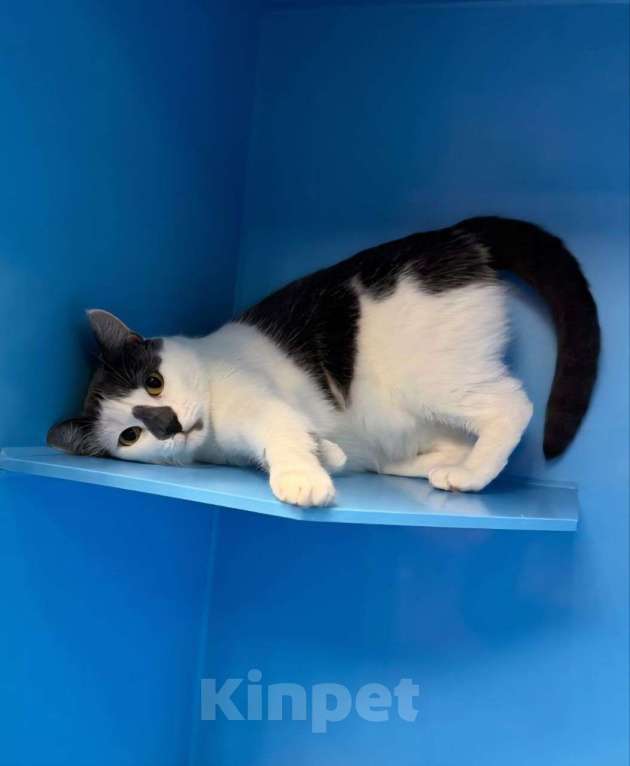 Кошки в Москве: Кошка-молочко готова плавно стекать в Ваши объятия 🤍 Девочка, Бесплатно - фото 1