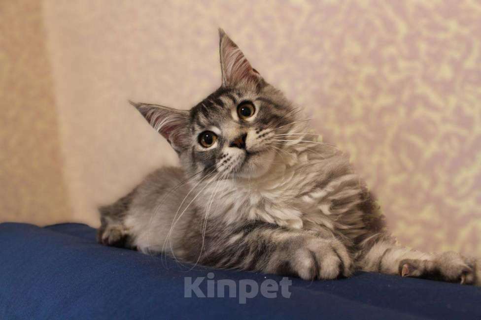 Кошки в Раменском: Муйн кун котятки Девочка, 40 000 руб. - фото 4