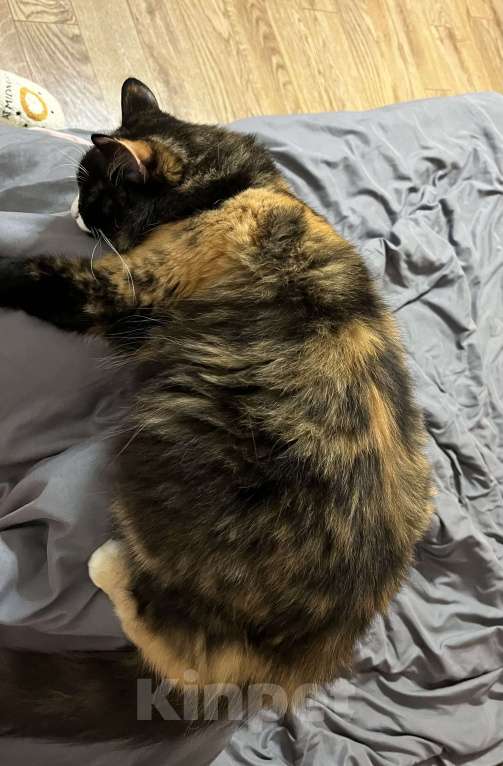 Кошки в Кингисеппе: Отдам кошку в добрые руки. Кошке 3 года, добрая, красивая. К лотку приучена. В еде не прихотлива.  Девочка, Бесплатно - фото 2