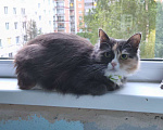 Кошки в Санкт-Петербурге: Пропала кошка трехцветка в зеленом ошейнике Девочка, 2 000 руб. - фото 1