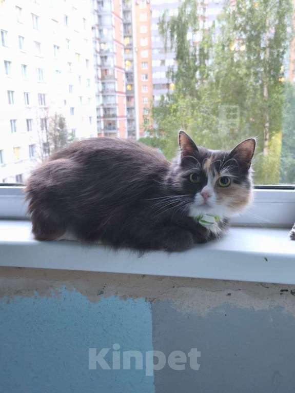 Кошки в Санкт-Петербурге: Пропала кошка трехцветка в зеленом ошейнике Девочка, 2 000 руб. - фото 1