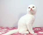 Кошки в Москве: Белый вислоухий котенок-шотландец Мальчик, Бесплатно - фото 2