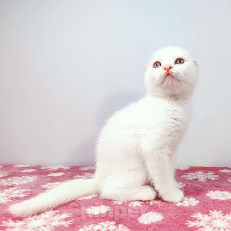 Кошки в Москве: Белый вислоухий котенок-шотландец Мальчик, Бесплатно - фото 2