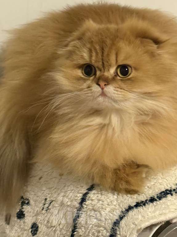 Кошки в Люберцах: Котята Девочка, Бесплатно - фото 5