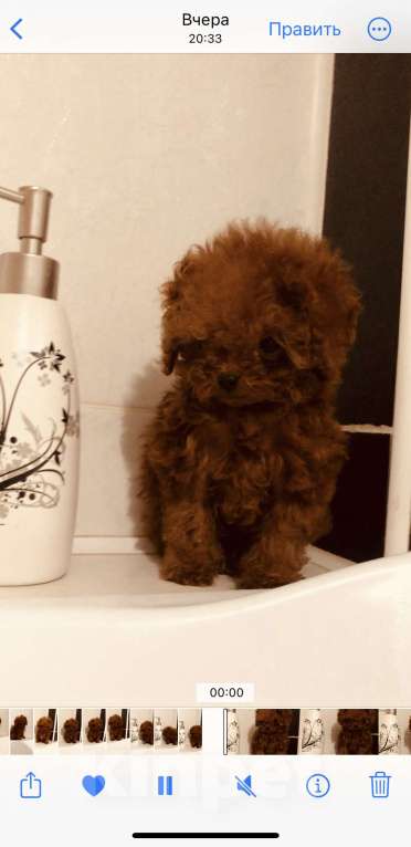 Собаки в Москве: Тикап той пудель из Китая Мальчик, 190 000 руб. - фото 1