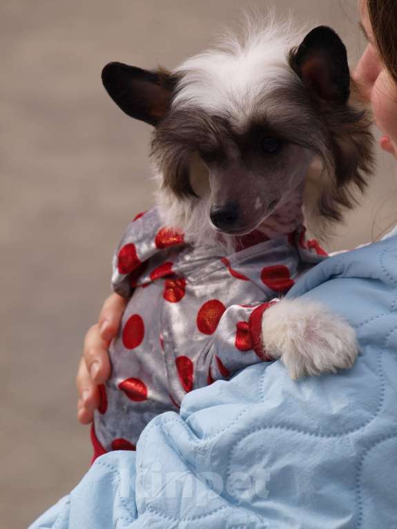 Собаки в Липецке: Щенки китайской хохлатой собаки Мальчик, 30 000 руб. - фото 4