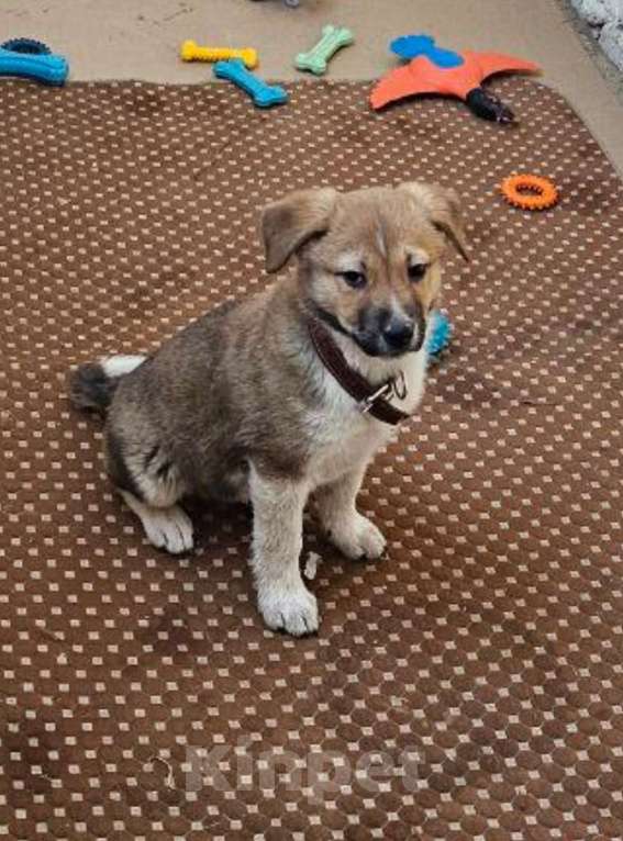 Собаки в других городах Московской области: Пиратик ищет дом! Мальчик, 1 руб. - фото 4