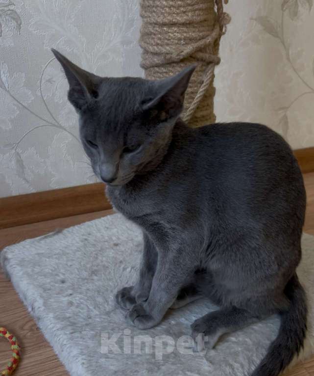 Кошки в Москве: Ориентальный мальчик Мальчик, 40 000 руб. - фото 3