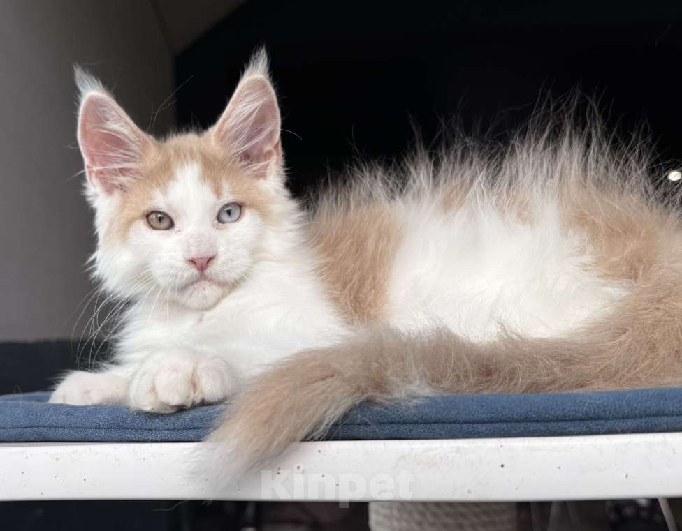 Кошки в Москве: Кот Мейн Кун Veyron Foxy Мальчик, 120 000 руб. - фото 5