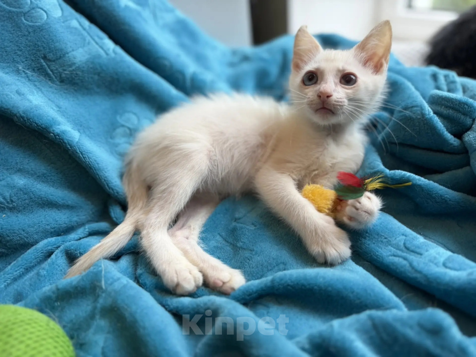 Кошки в Санкт-Петербурге: Маленький бело-карамельный котенок ищет дом Мальчик, Бесплатно - фото 1