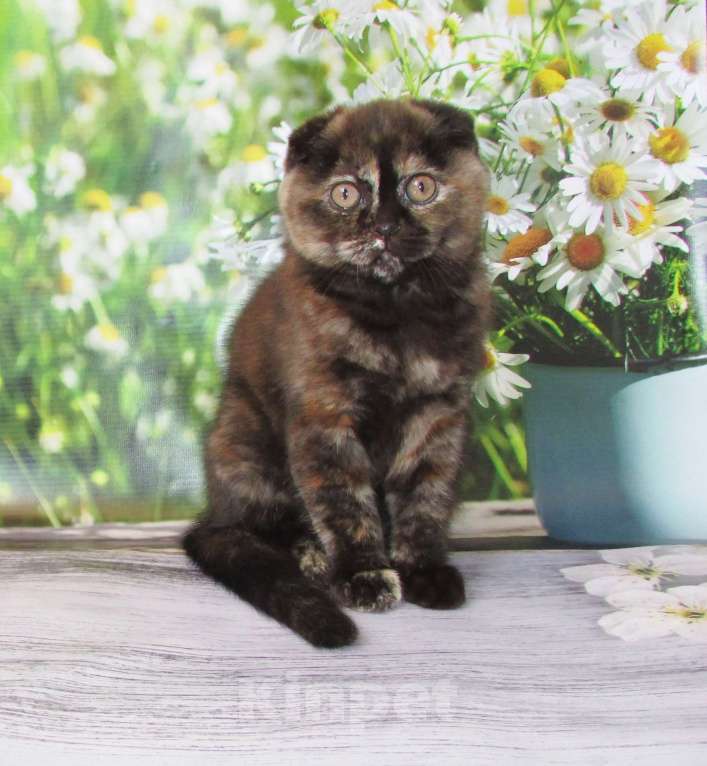 Кошки в Санкт-Петербурге: продаются шотландские котята Девочка, Бесплатно - фото 4