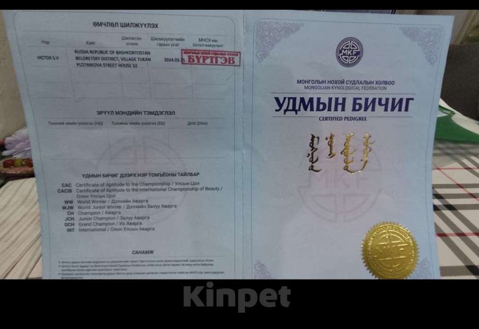 Собаки в Магнитогорске: Банхар(монгольский Волкодав)  Мальчик, 30 000 руб. - фото 5