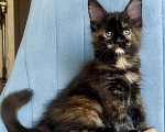 Кошки в Санкт-Петербурге: Корица (Koritsa) Девочка, 60 000 руб. - фото 1