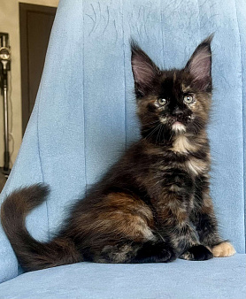 Корица (Koritsa)