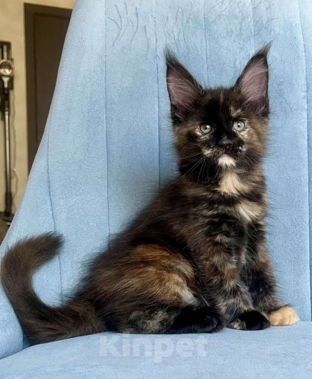 Кошки в Санкт-Петербурге: Корица (Koritsa) Девочка, 60 000 руб. - фото 1