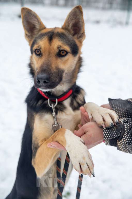 Собаки в Москве: Нежная квартирная девочка истосковалась в приюте Девочка, Бесплатно - фото 2
