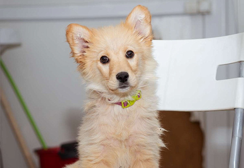 Девочка, 3 месяца в добрые руки