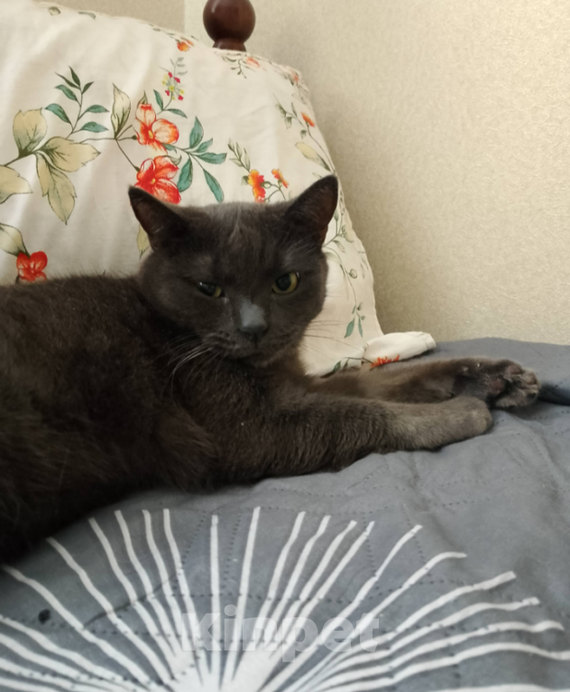 Кошки в Тамбове: Микки Мальчик, Бесплатно - фото 5