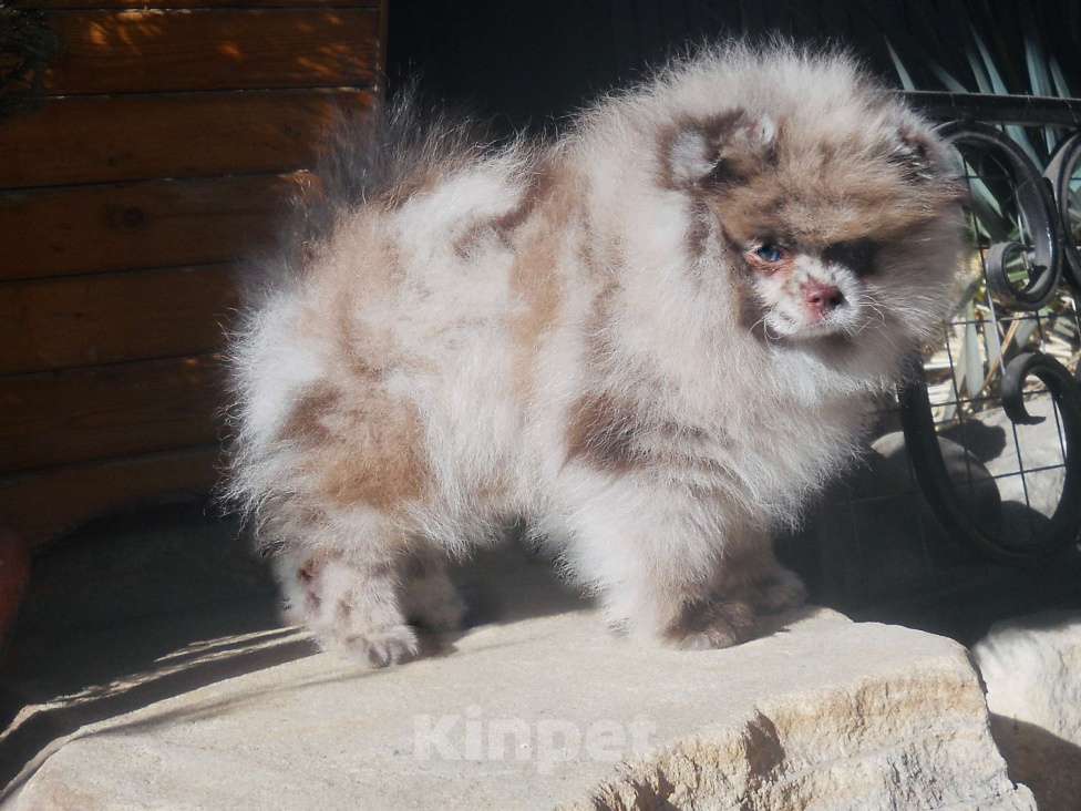 Собаки в Ейске: Шоко мрамор девочка с голубым глазом  Девочка, 80 000 руб. - фото 2