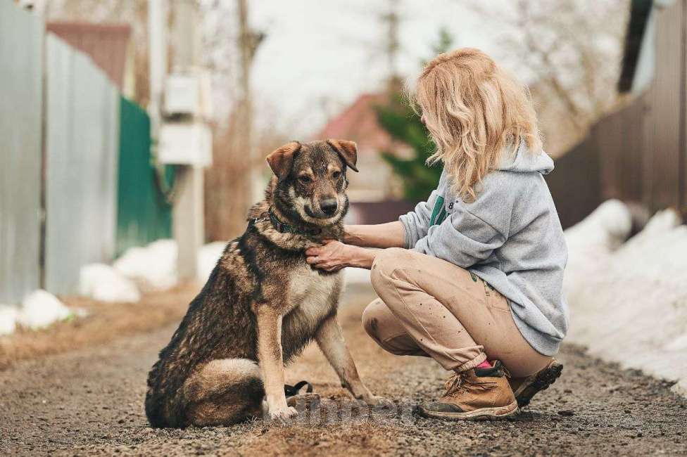 Собаки в Лосином-Петровском: Дарк валентинка в добрые руки Мальчик, Бесплатно - фото 9