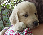 Собаки в Краснодаре: Золотистый ретривер щенок  Мальчик, 50 000 руб. - фото 2