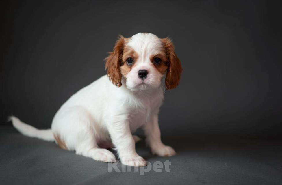 Собаки в Подольске: Продаю щенков породы кавалер кинг чарльз спаниеля Разнополые, Бесплатно - фото 2