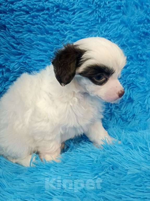 Собаки в Санкт-Петербурге: Пуховая красотка  Девочка, 45 000 руб. - фото 6