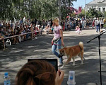 Собаки в Острогожске: Вязка, 10 000 руб. - фото 2