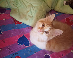 Кошки в Самаре: котята Мальчик, 500 руб. - фото 2