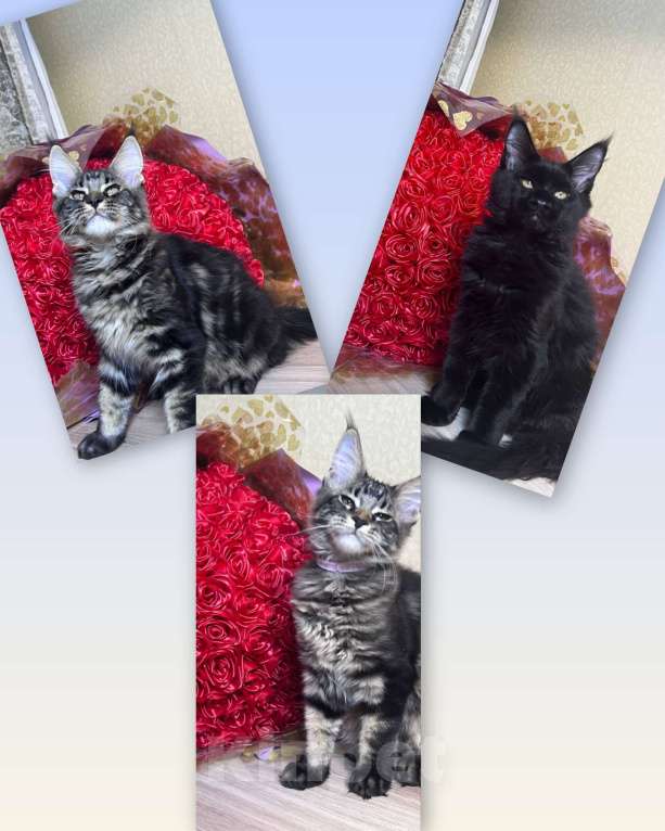 Кошки в Челябинске: Котята Мальчик, Бесплатно - фото 1