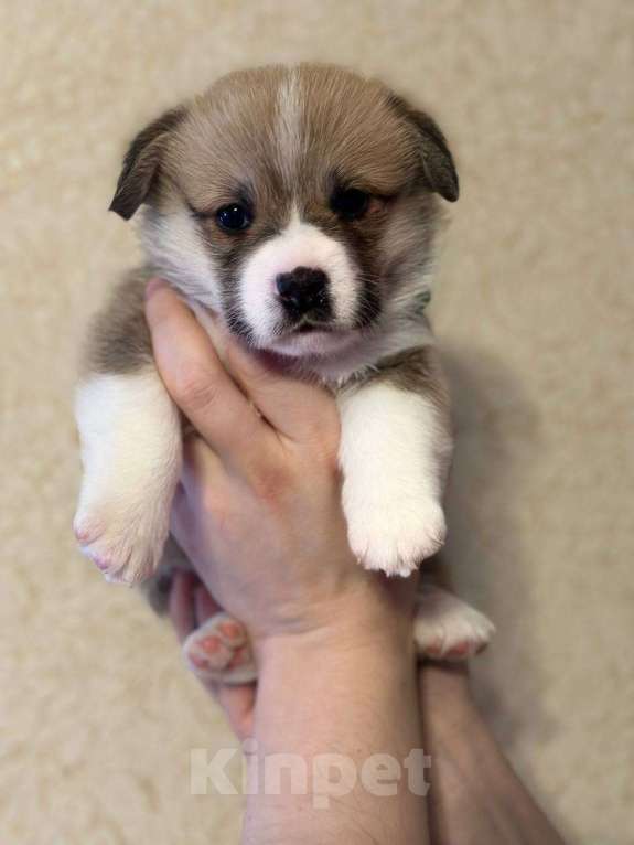 Собаки в Перми: Щенки Вельш-корги-пемброк Разнополые, Бесплатно - фото 4