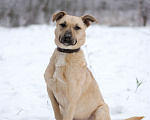 Собаки в Электростали: Джесси - очаровательная егоза в дар Девочка, Бесплатно - фото 1
