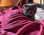 Кошки в Москве: Кошка Дакота ищет дом Девочка, Бесплатно - фото 3