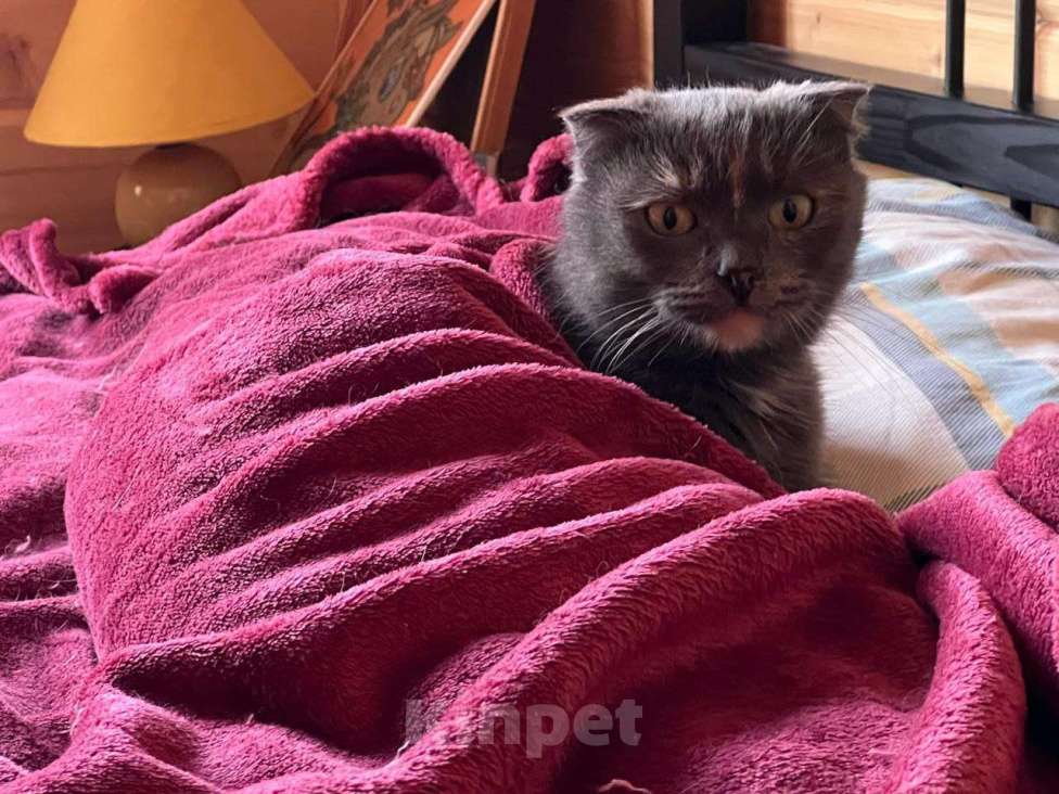 Кошки в Москве: Кошка Дакота ищет дом Девочка, Бесплатно - фото 3