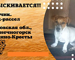 Собаки в Солнечногорске: Пропала собака Мальчик, 1 руб. - фото 2