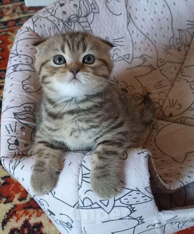 Кошки в Москве: Шотландский вислоухий котёнок  Мальчик, 15 000 руб. - фото 2