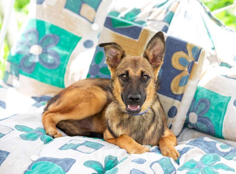 Собаки в Москве: Щенок-коротколапик Барсюк в добрые руки Мальчик, 1 руб. - фото 5