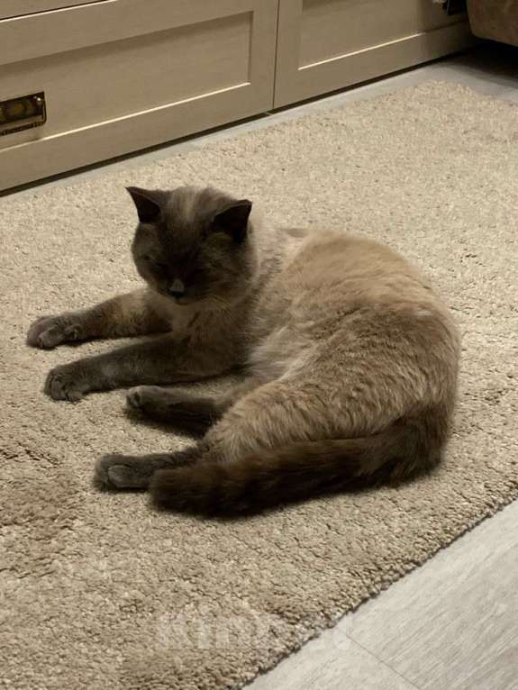 Кошки в Томске: Найден котик на Каштаке! Мальчик, Бесплатно - фото 1