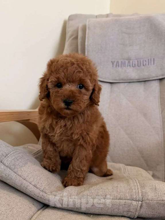 Собаки в Москве: Той-пудель, мальчик Мальчик, 96 000 руб. - фото 3