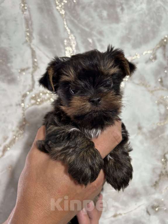 Собаки в Нижнем Новгороде: Яркая ягода!  Девочка, 45 000 руб. - фото 4