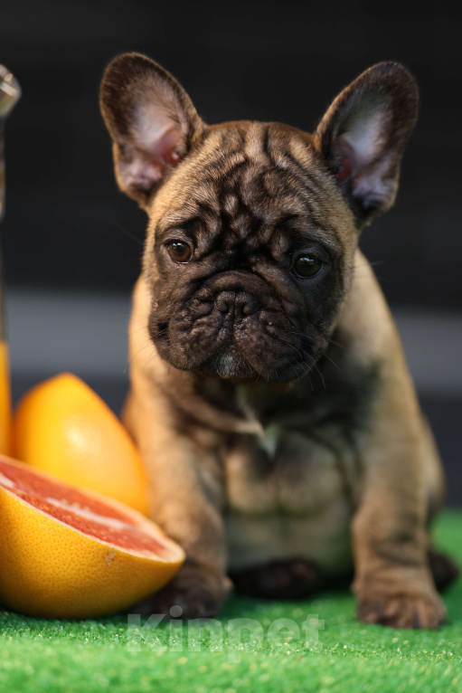 Собаки в Москве: Щенок французского бульдога Мальчик, 50 000 руб. - фото 4