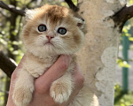 Кошки в Домодедово: 🐾 КОТЯТА ПОРОДЫ СКОТИШ-ФОЛД! 🐾 Разнополые, 35 000 руб. - фото 2