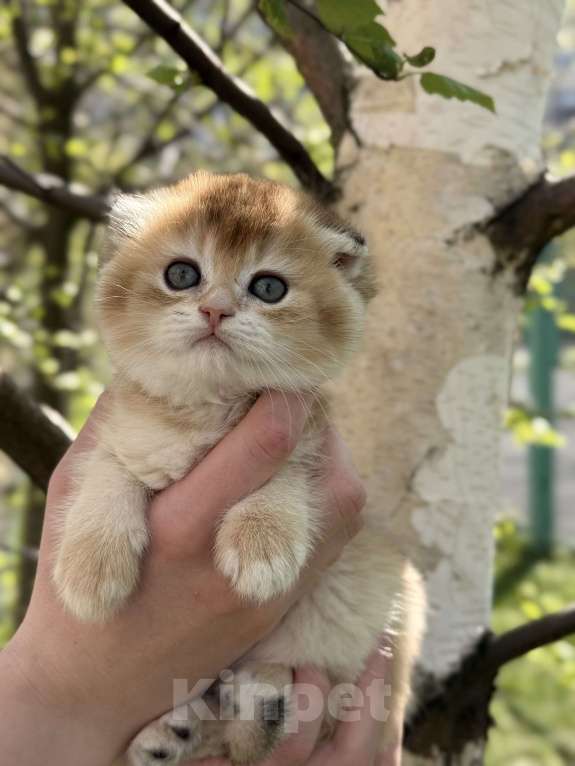 Кошки в Домодедово: 🐾 КОТЯТА ПОРОДЫ СКОТИШ-ФОЛД! 🐾 Разнополые, 35 000 руб. - фото 2