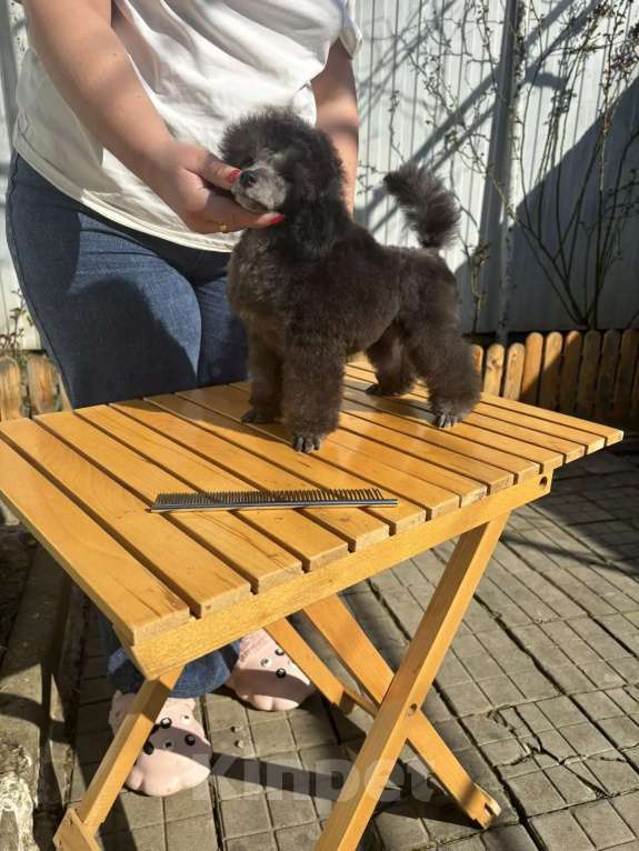 Собаки в Новороссийске: Серая микро той пудель Девочка, Бесплатно - фото 3