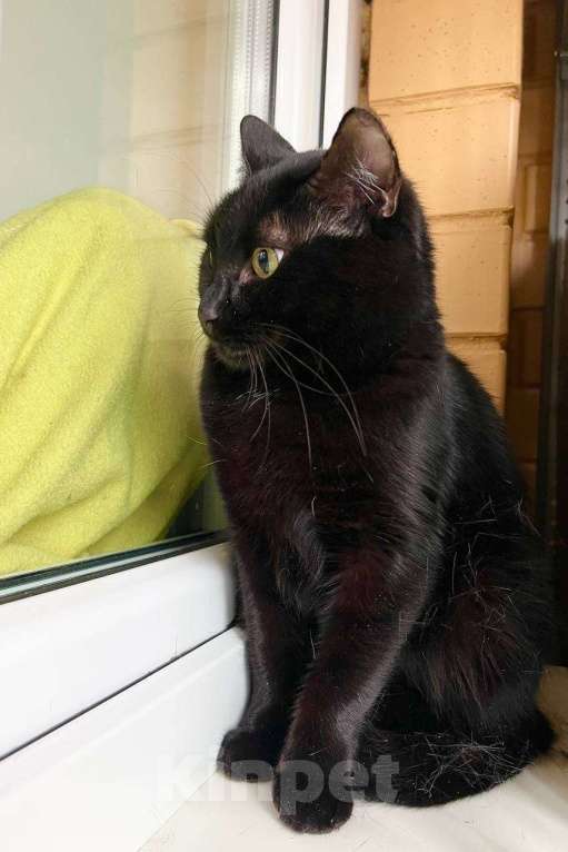Кошки в Москве: Кошка Черри – длинноногая красотка в добрые руки Девочка, Бесплатно - фото 5