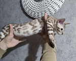 Кошки в Копейске: Продам бенгальских котят Девочка, 25 000 руб. - фото 2
